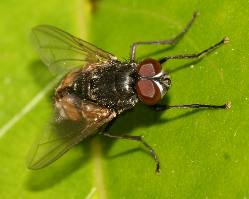 Musca autunnalis ♂ (Muscidae)
